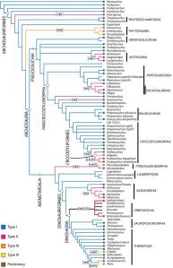 Class-based evolution of the mandibular symphysis of archosauriforms. Holliday and Nesbitt, 2013. 