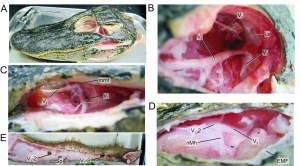 Alligator trigeminal nerve